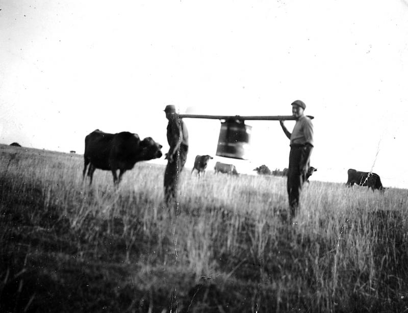 ​Transport à dos d'homme de la gerle (gèrla), montagne du Trauc de La Guda [?], 1952